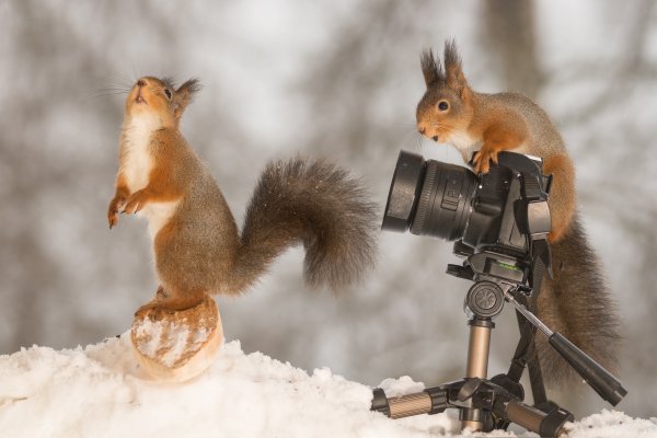 Camera and Squirrel