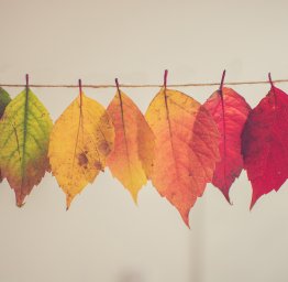 different colored leaves on a string