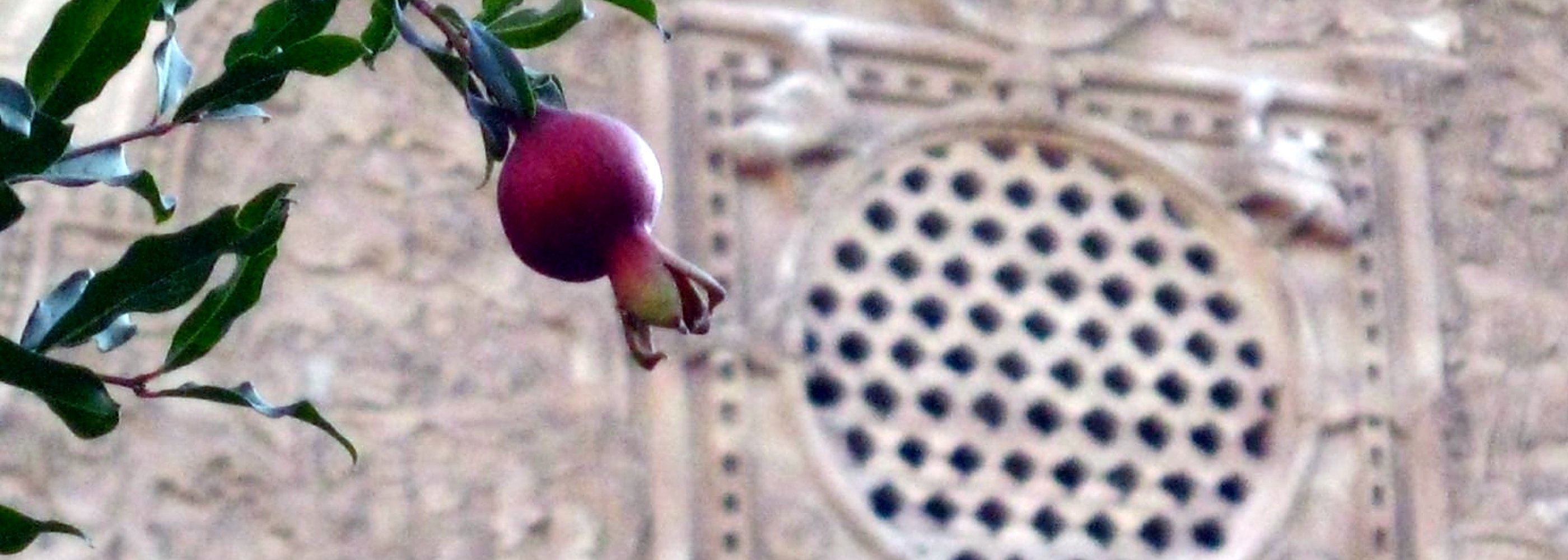 درخت انار - کاشان ایران